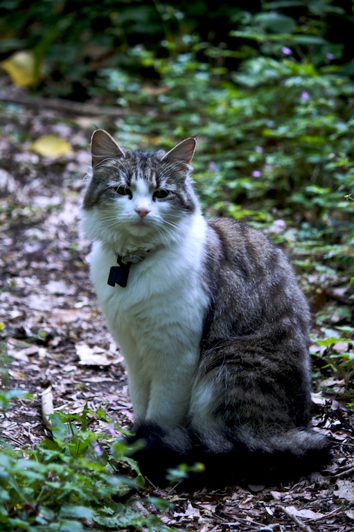 Highgate Cemetery London