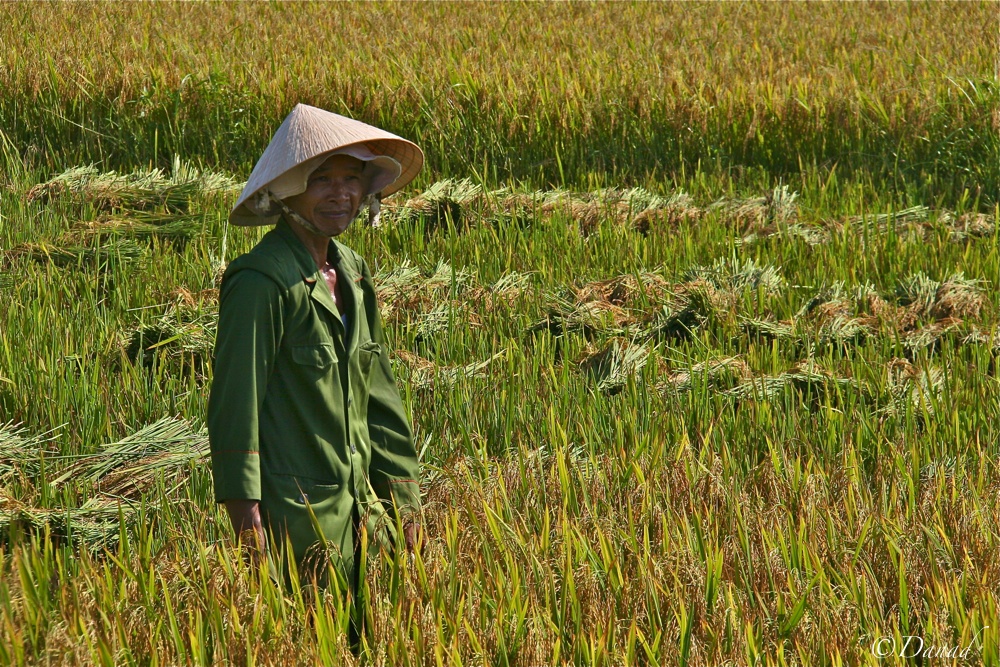 Harvest near Hu.