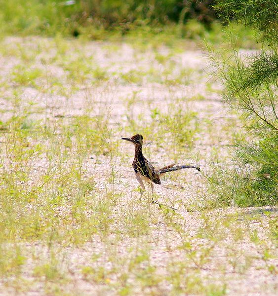 Greater Roadrunner #1