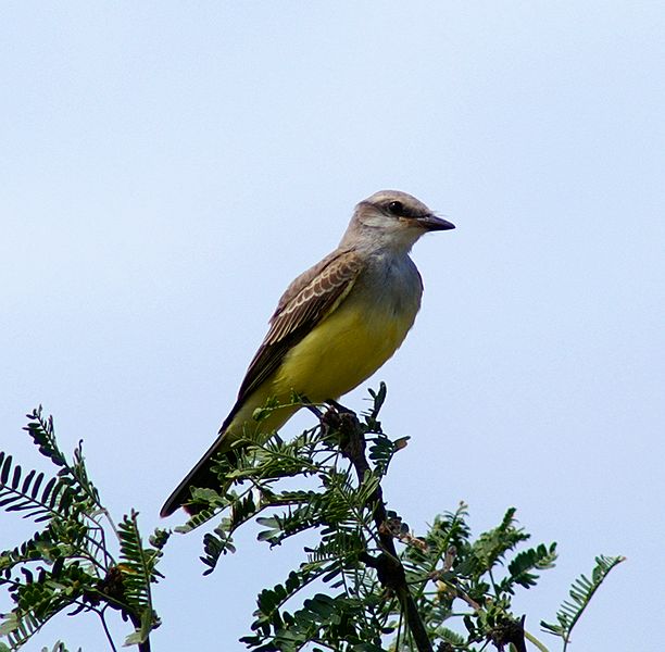 Western Kingbird