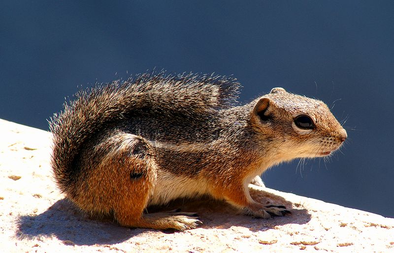 Antelope Ground Squirrel