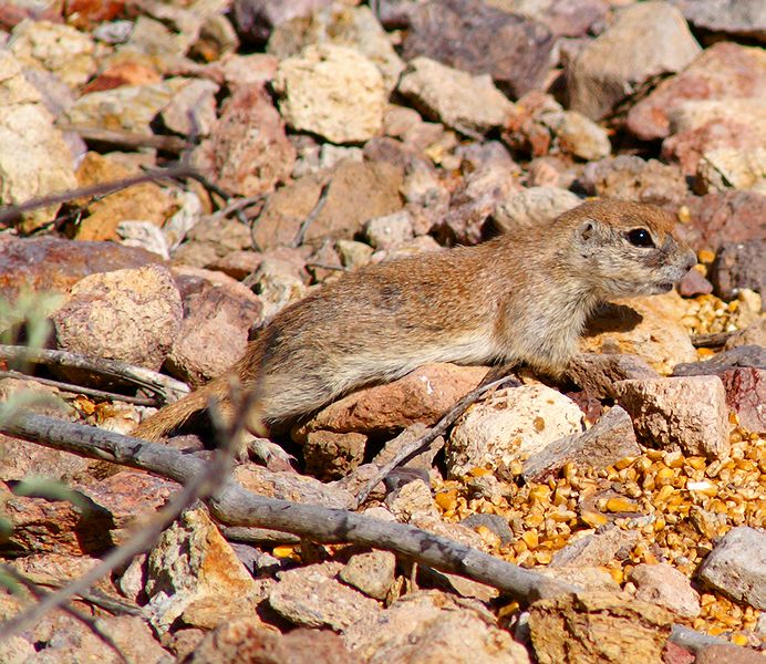 Round-tailed Ground Squirrel