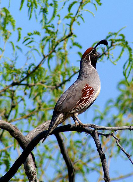 Horny Gambel Quail