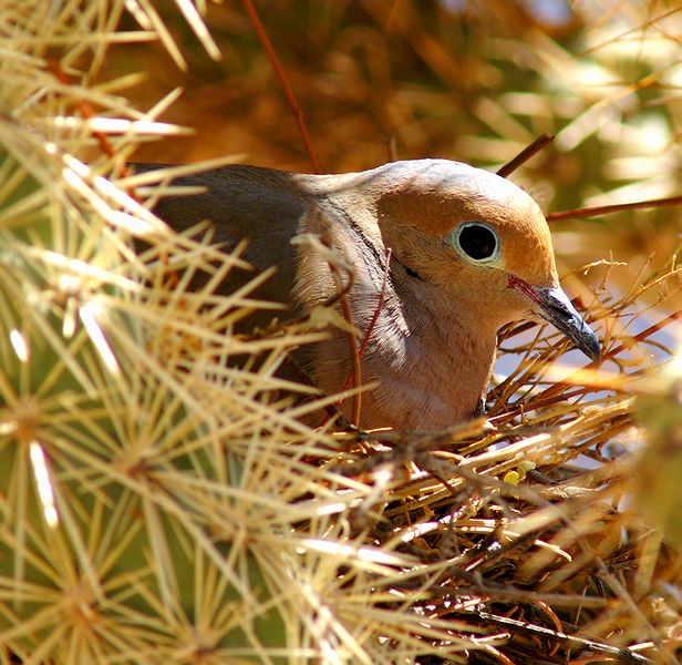 Dove on Nest