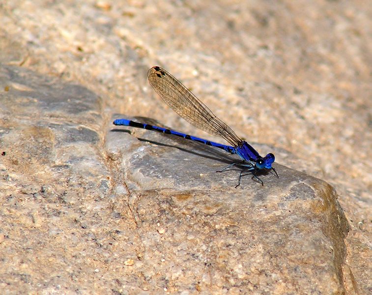 Blue Damselfly