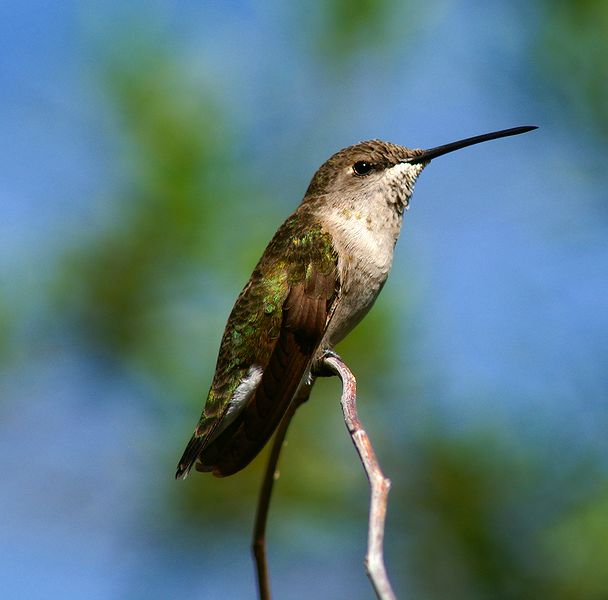 Black-chinned Hummingbird