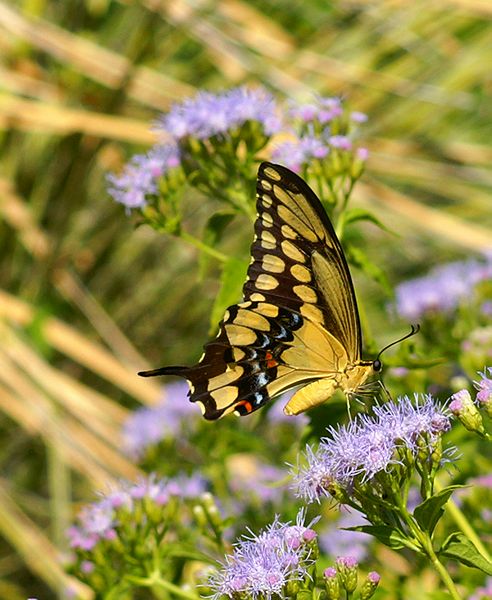 Giant Swallowtail