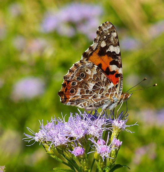 Painted  Lady