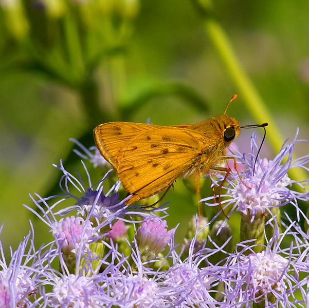 Fiery Skipper