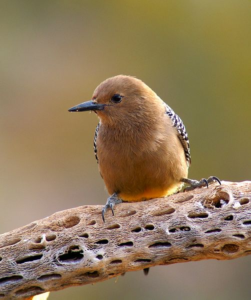 Female Gila Woodpecker
