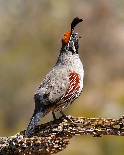 Horny Gambel Quail