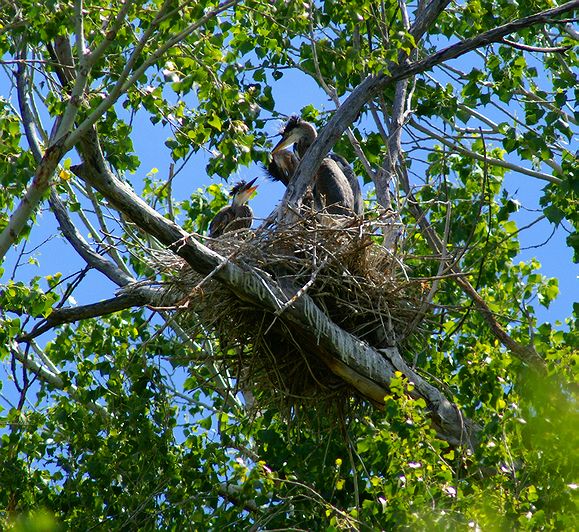 Blue Heron Nest