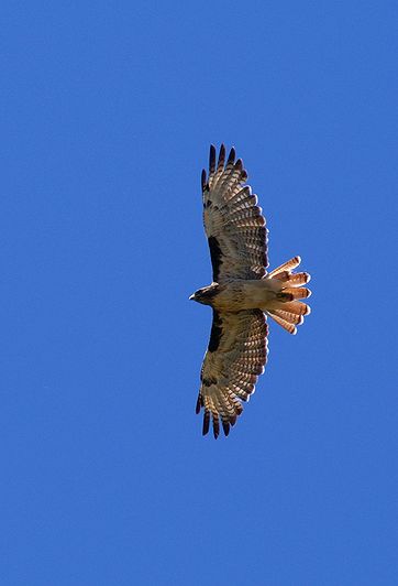 Red-Tailed Hawk