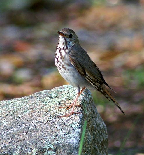 Hermit Thrush