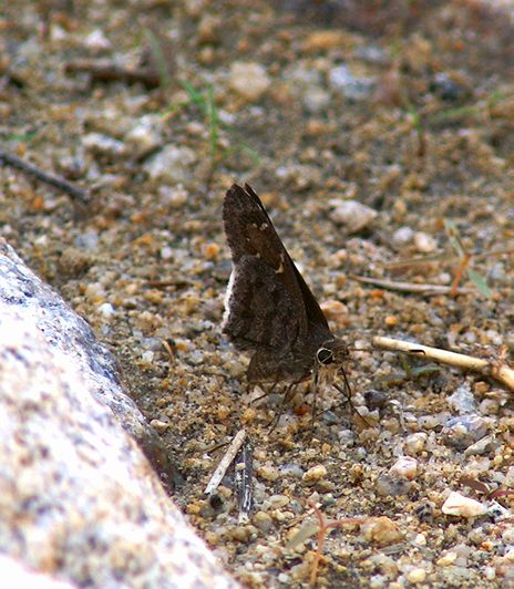 Dorantes Longtail Skipper