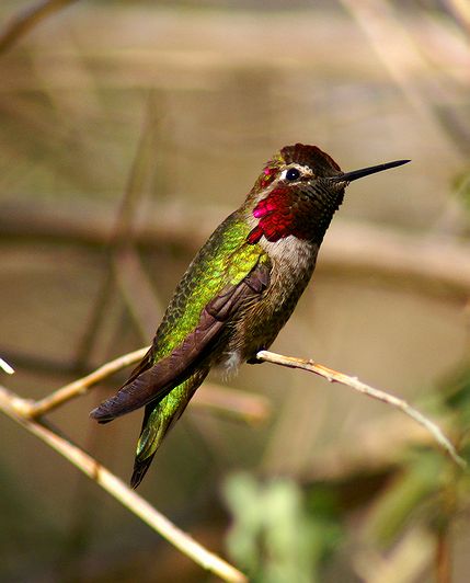 Annas Hummingbird
