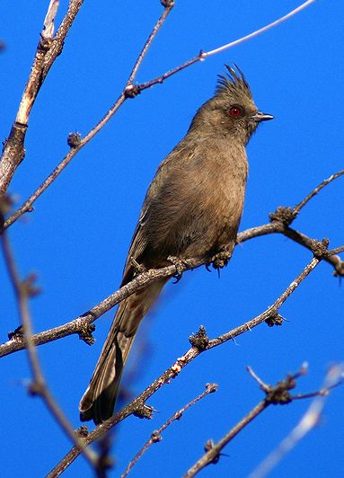 Female Phainopepla
