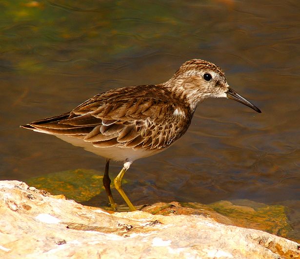 Least Sandpiper #2