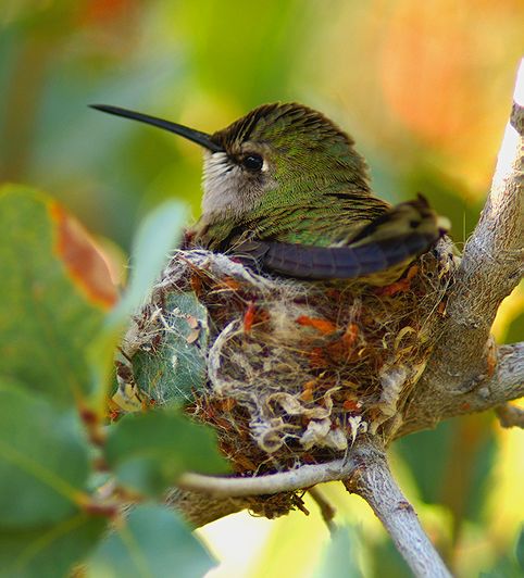Momma Hummer