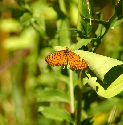 Tiny Checkerspot