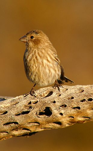 Female House Finch