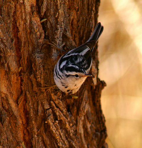 Black and White Warbler