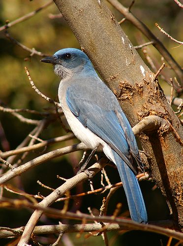 Grey-Breasted Jay