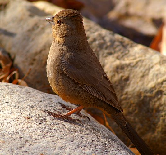 Canyon Towhee