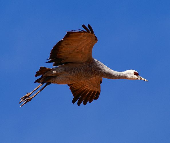 Sandhill Crane #1