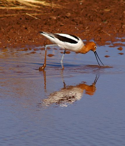 American  Avocet