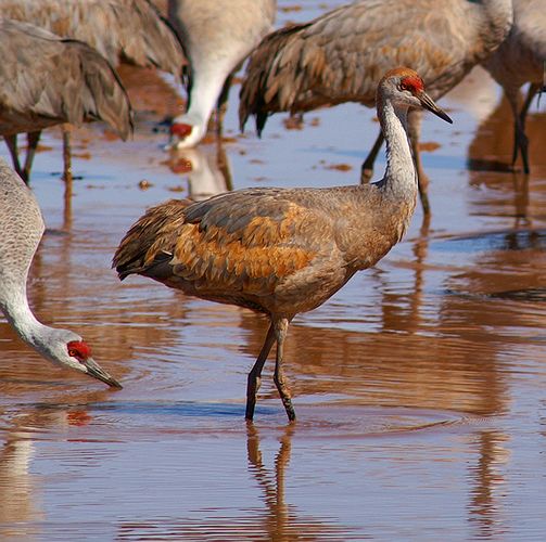Sandhill Crane #2