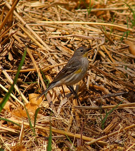 Yellow Rumped Warbler