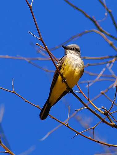 Western Kingbird