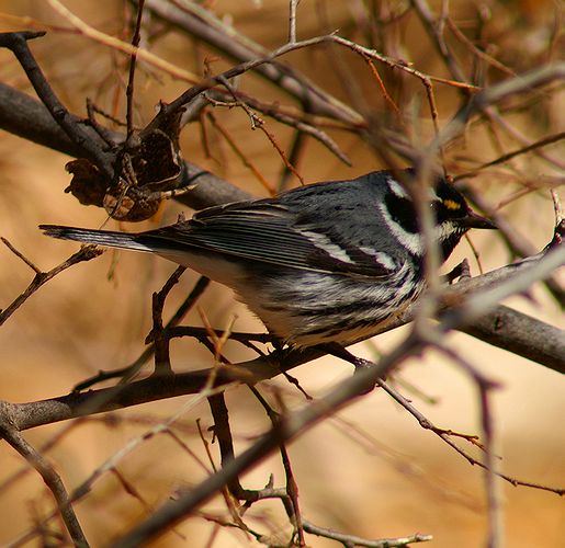 Black-Throated Grey Warbler