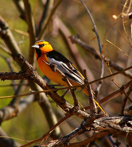 Bullocks Oriole