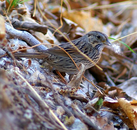 Lincolns Sparrow #1