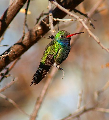Broad-Billed Hummingbird #1