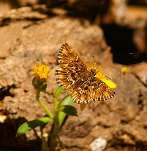 Common Streaky Skipper