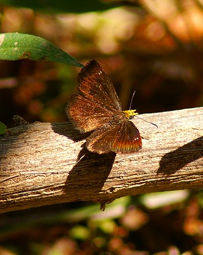 Golden-headed Scallopwing