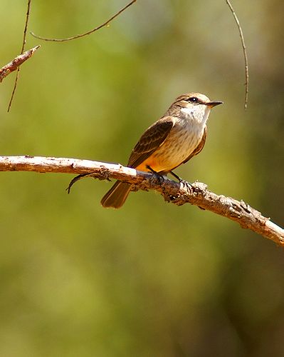 Female Vermilion Flycatcher