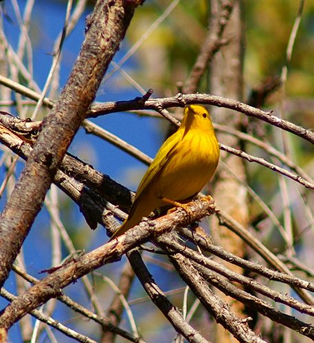 Yellow Warbler
