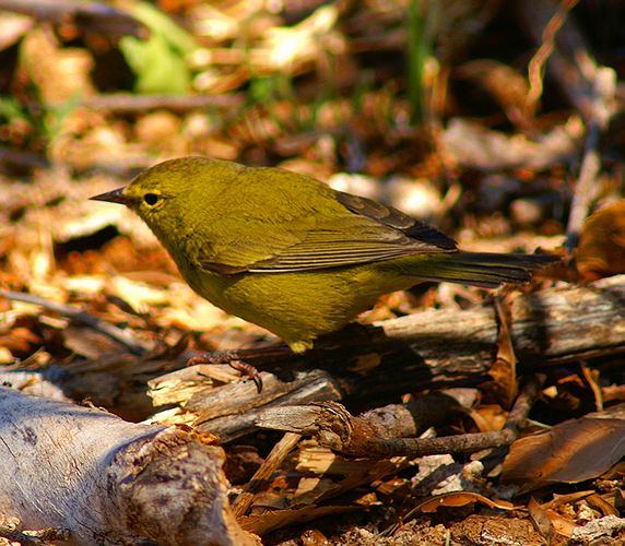 Orange Crowned Warbler