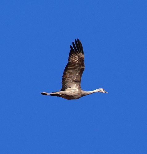 Sandhill Crane #3