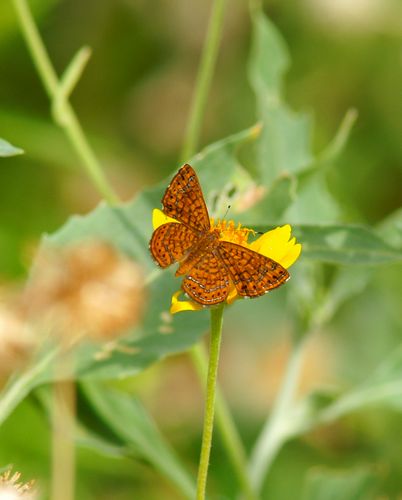 Wrights Metalmark