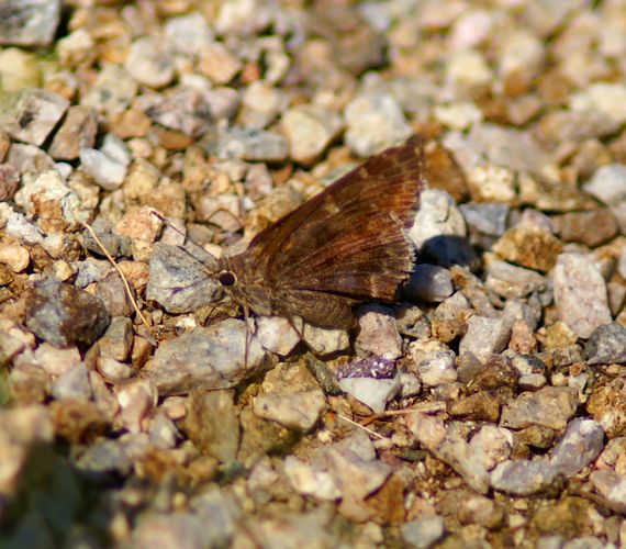 Acacia Skipper