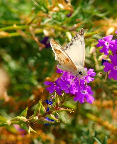 Northern White Skipper