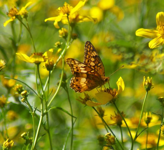 Varigated Fritillary 5