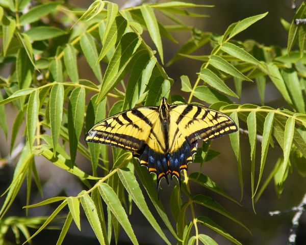 Two-tailed Swallowtail
