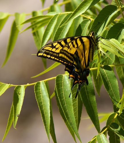 Two Tailed Swallowtail