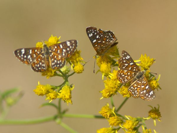 Palmers Metalmark